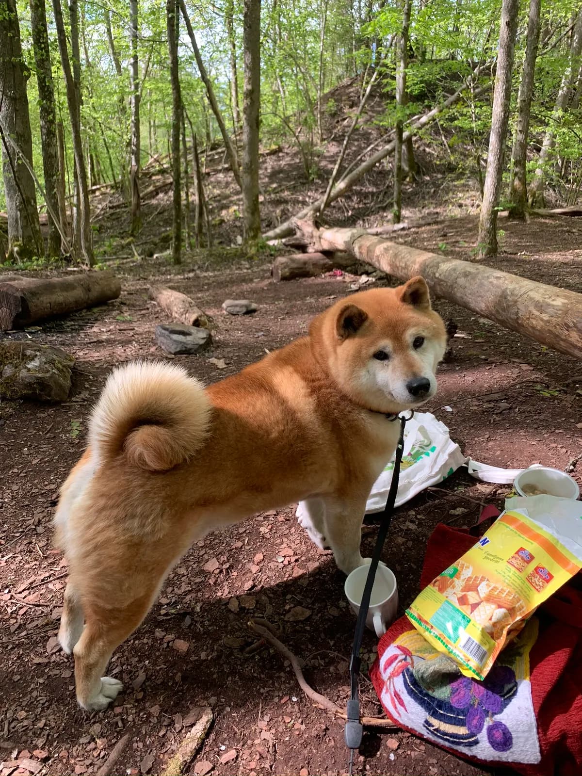 Månadens ras. Shiba Inu